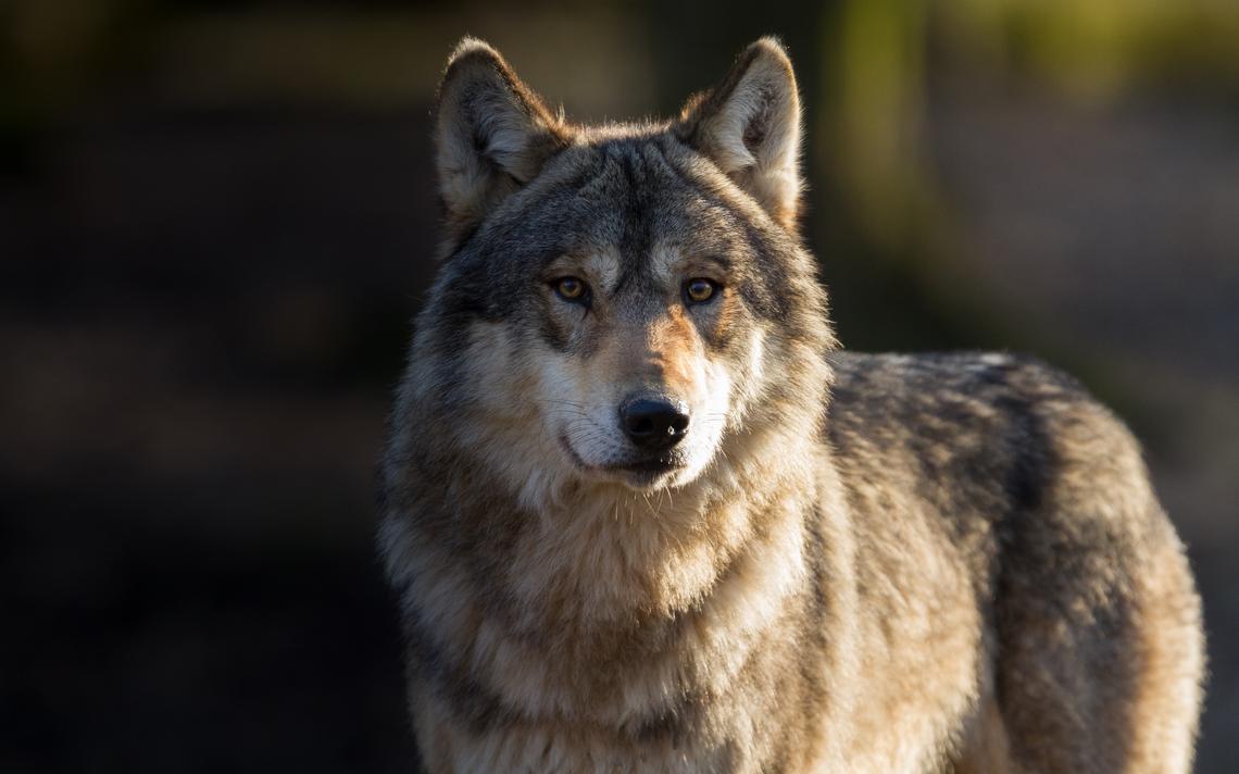 Wolf population rises in the Upper Peninsula – EUP News