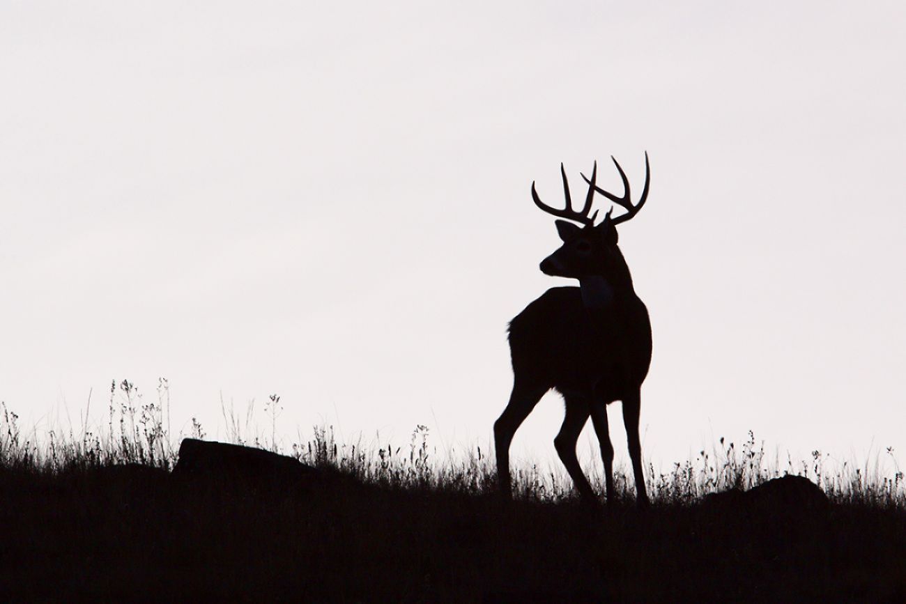 Michigan officials propose changes to deer hunting regulations EUP News